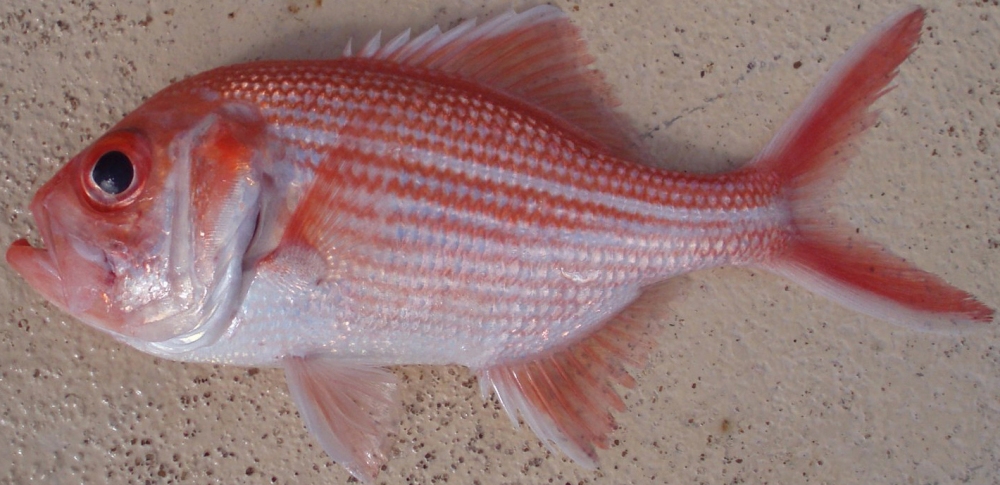 B redfish.jpg